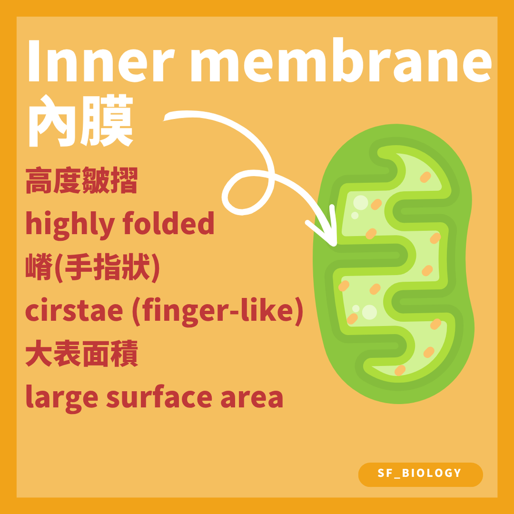 線粒體內膜向內摺疊形成嵴並增加表面積