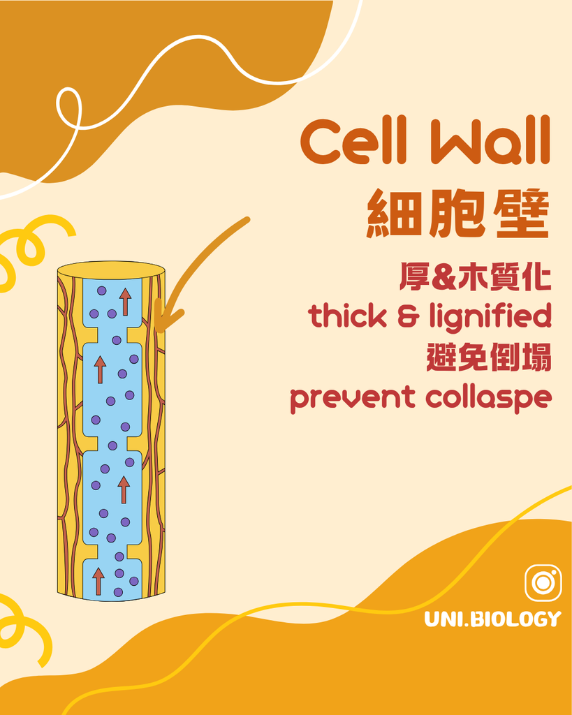 DSE Biology 木質部 Xylem：厚而木質化的細胞壁防止導管塌陷