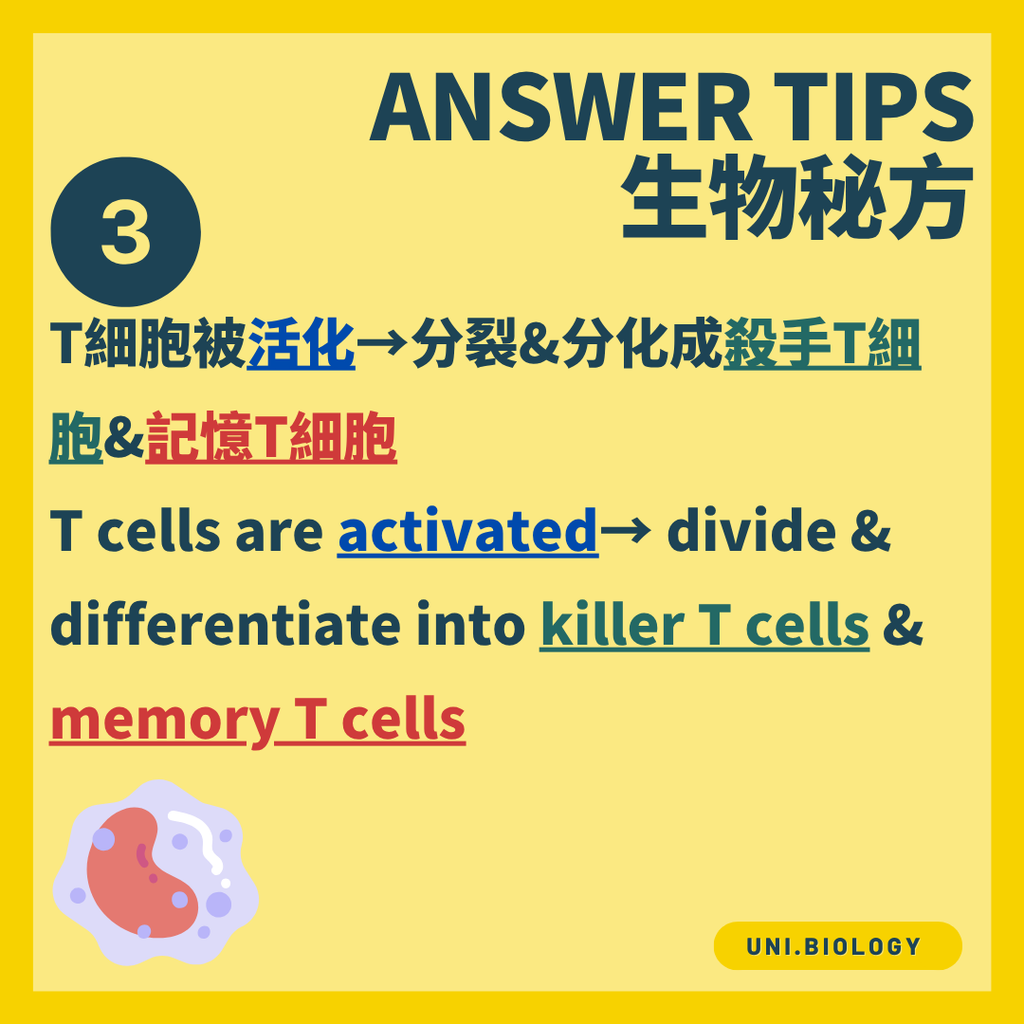 輔助 T 細胞分泌細胞因子協調免疫反應