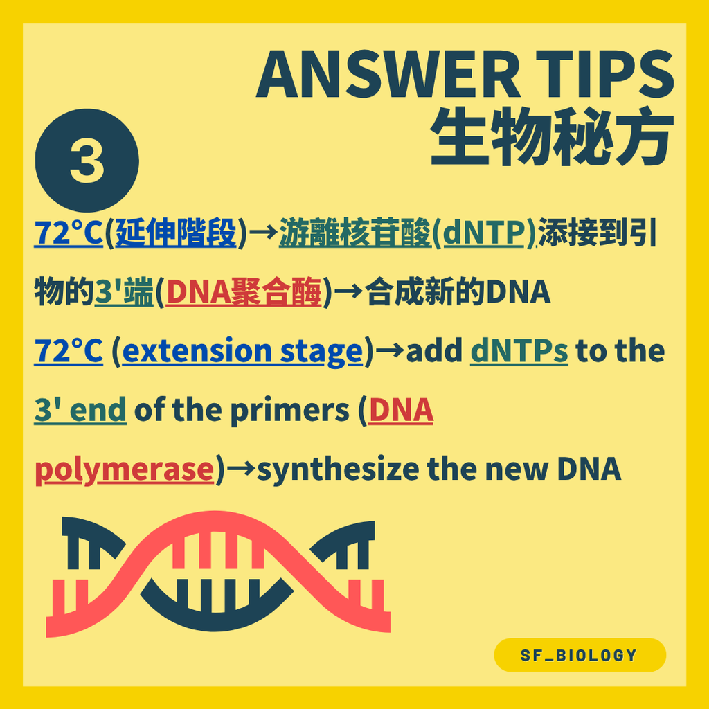 耐熱 DNA 聚合酶由引物開始延伸新 DNA 鏈