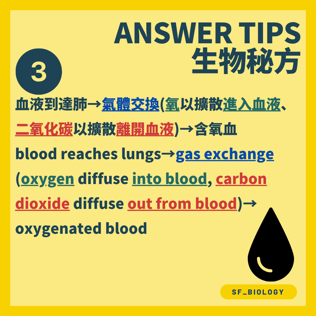 肺泡與微血管之間進行氧氣及二氧化碳交換