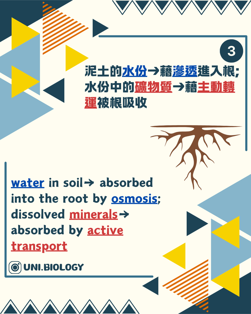 水分子內聚力維持木質部內的連續水柱