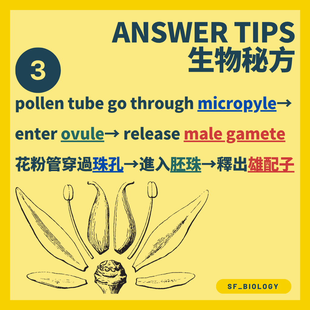 花粉管沿花柱向子房及胚珠生長