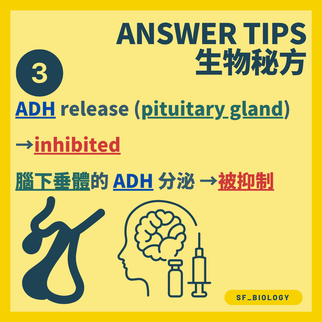 ADH 增加腎小管末段及集合管對水的通透性