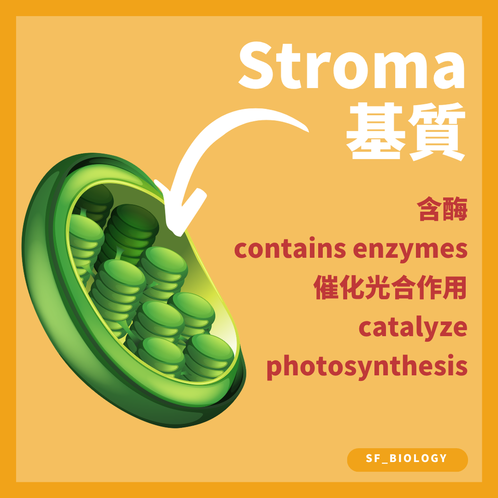 基粒膜的大表面積有利吸收光能及進行光反應