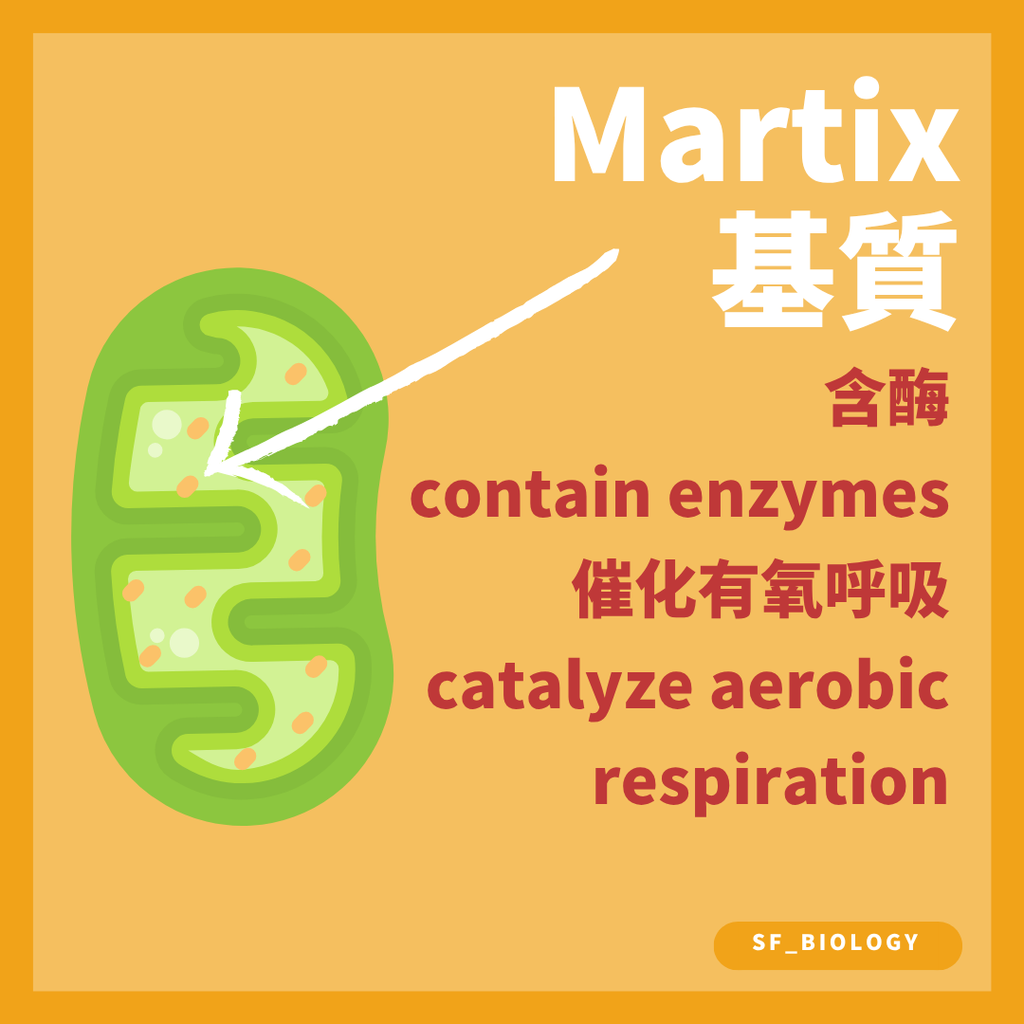 需要大量能量的肌肉細胞含有較多線粒體