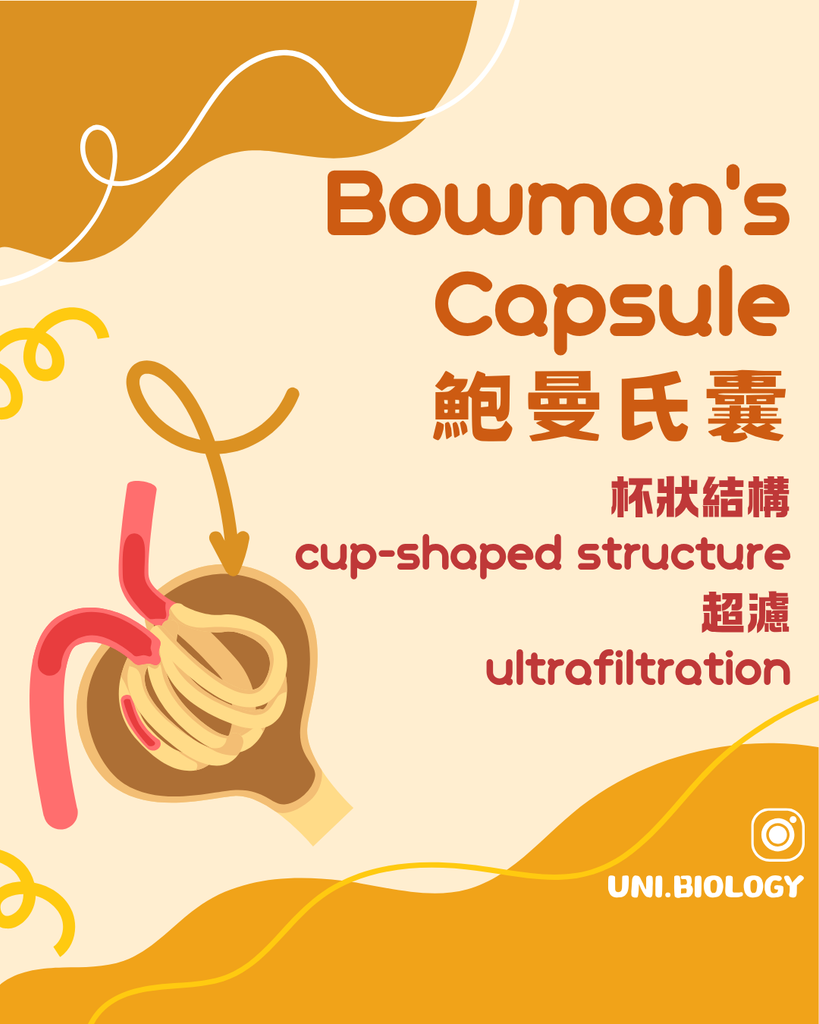 腎元濾液成分與血細胞及血漿蛋白比較
