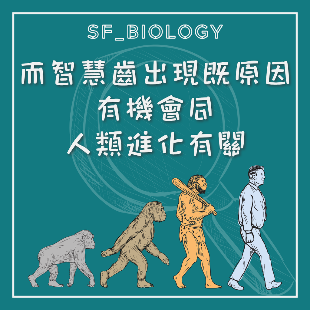 口腔空間不足令智慧齒難以正常萌出
