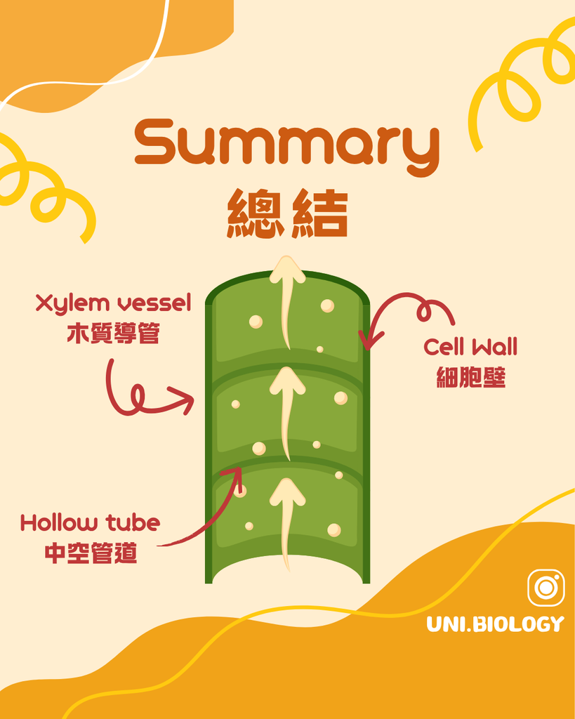 DSE Biology 木質部 Xylem：水分及礦物質由根部向葉運輸示意