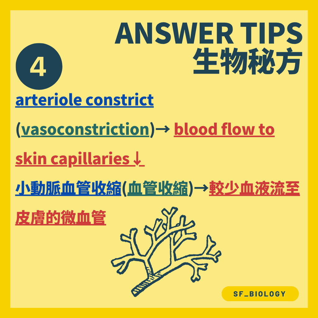 DSE Biology 體溫調節：皮膚微動脈血管收縮減少散熱示意