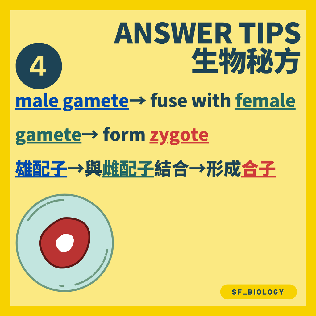 雄配子經珠孔進入胚珠並與卵細胞融合