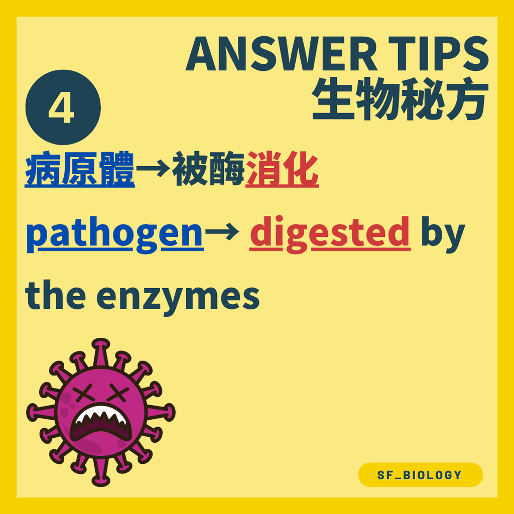 溶酶體與吞噬泡融合並釋放消化酶