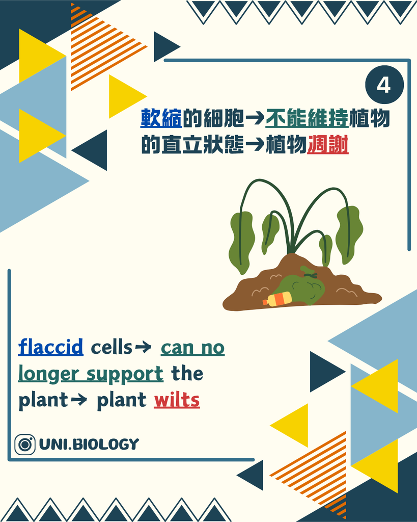 膨脹細胞互相支撐令草本植物保持挺立