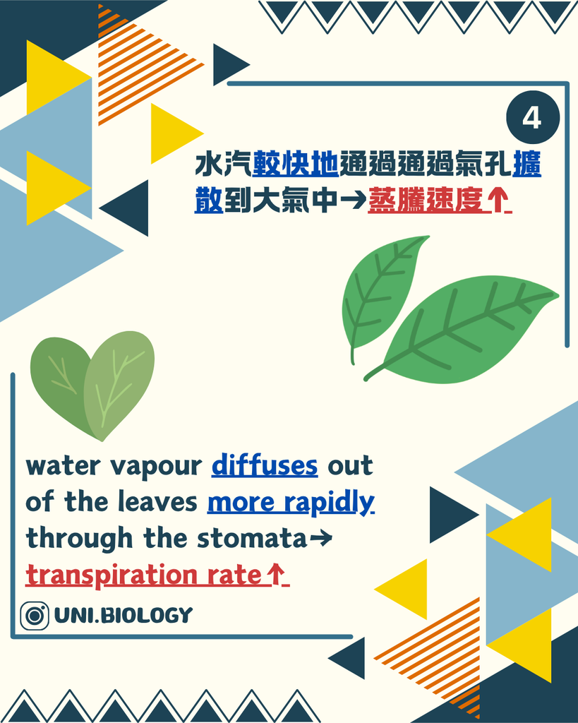 水氣較快經氣孔擴散令蒸騰速率上升