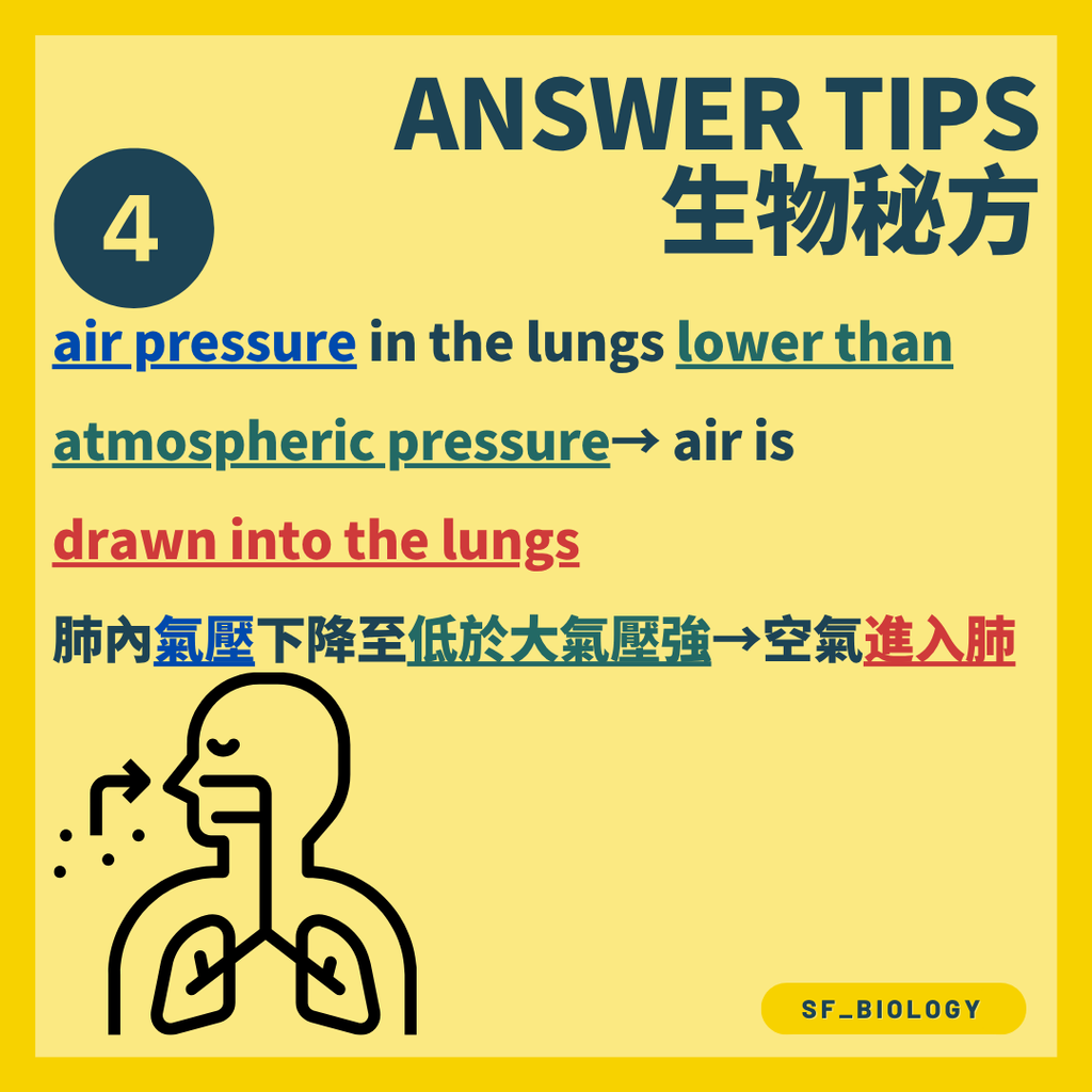 肺內氣壓低於大氣壓使空氣進入肺部