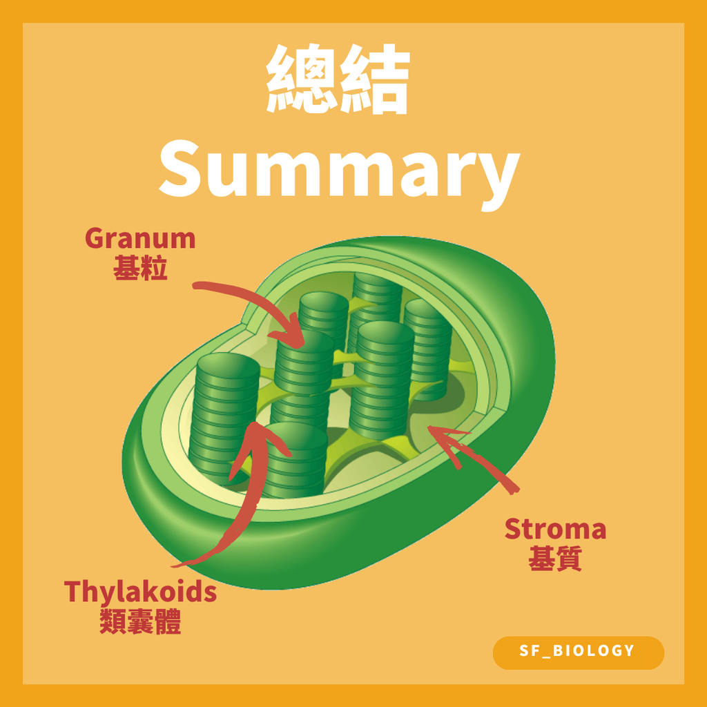 葉綠體基質含有酶並提供製造碳水化合物的反應環境