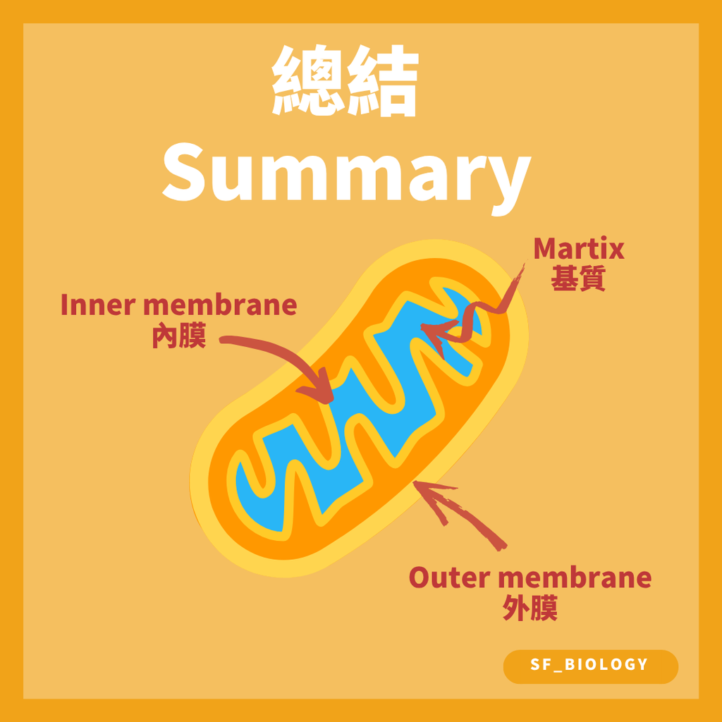 線粒體基質含有參與有氧呼吸的酶