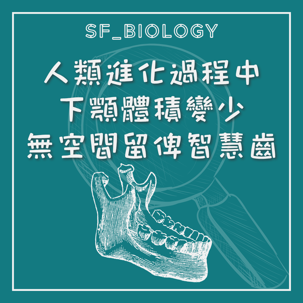 傾斜錯位及阻生智慧齒的常見情況