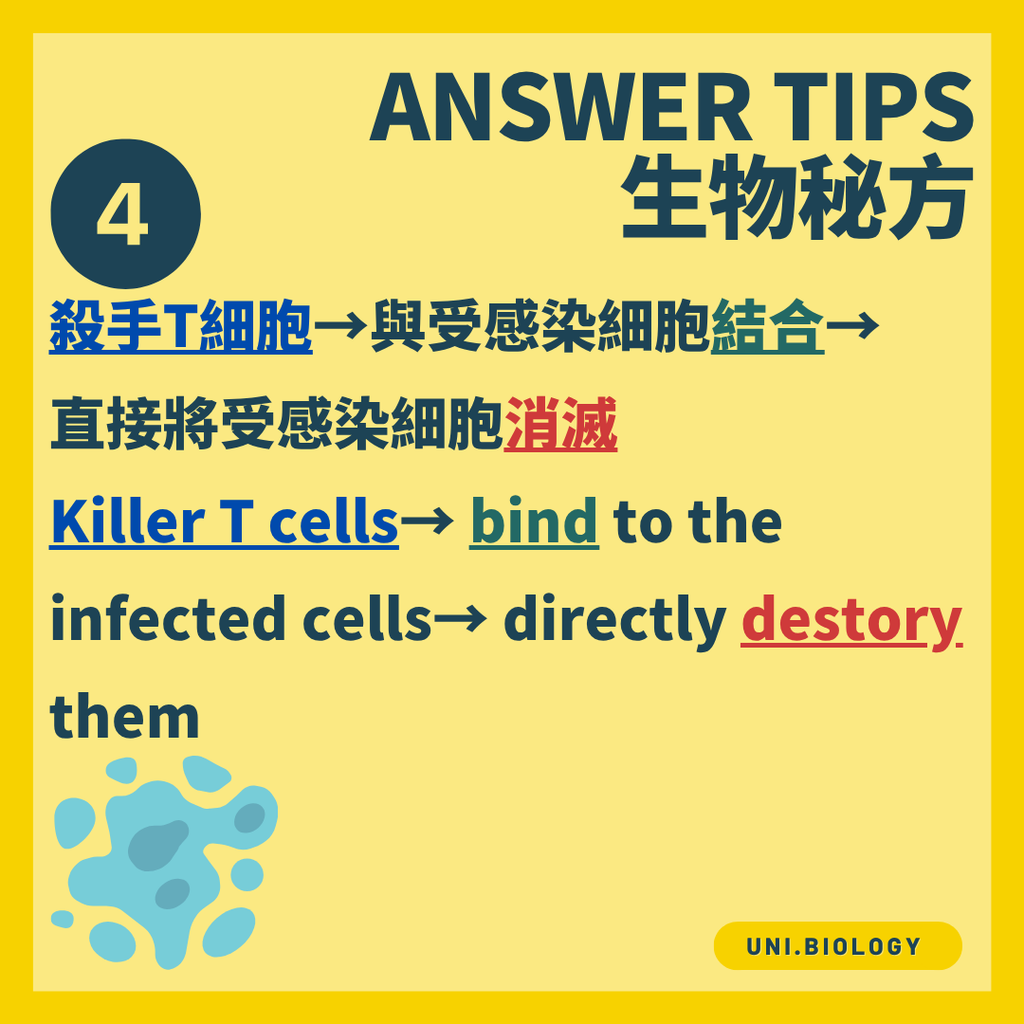 殺手 T 細胞破壞受感染的身體細胞