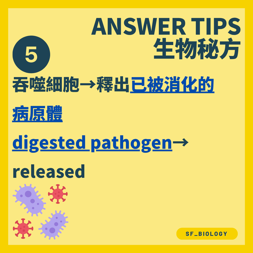 病原體被酶分解成較小物質