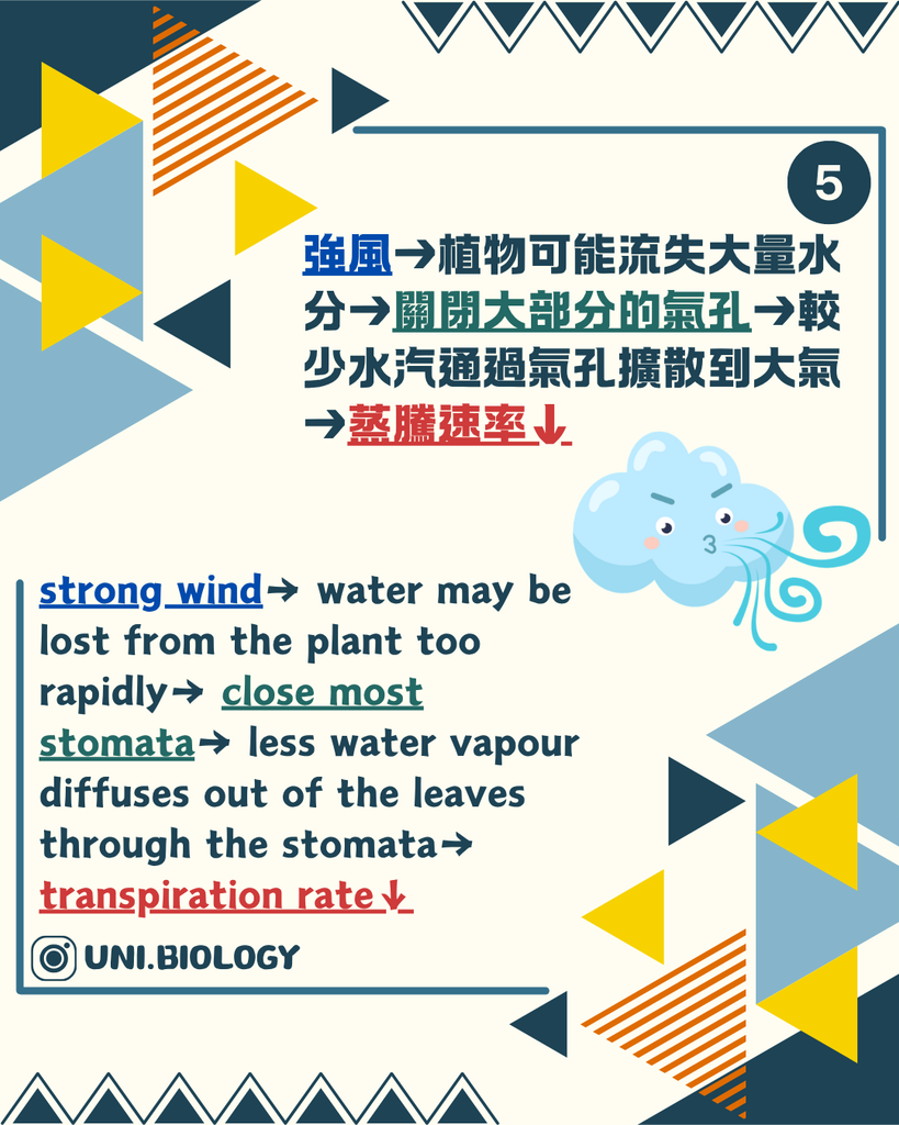 強風可令植物關閉大部分氣孔並降低蒸騰