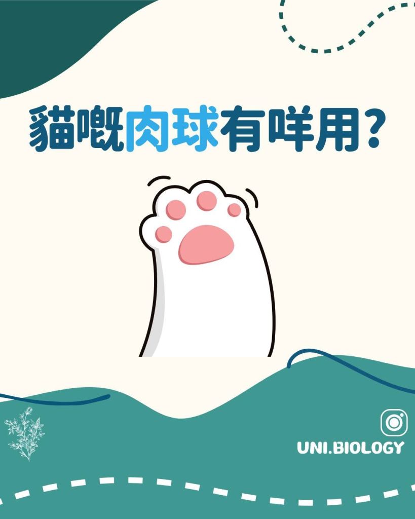 【Fun Fun Biology 趣趣生物百科】肉球篇：貓嘅肉球有咩用？拆解貓咪肉球的生存密碼｜DSE Biology 圖卡 3
