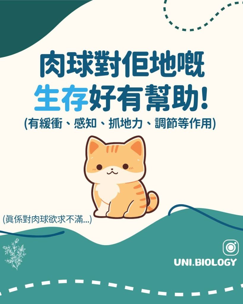 【Fun Fun Biology 趣趣生物百科】肉球篇：貓嘅肉球有咩用？拆解貓咪肉球的生存密碼｜DSE Biology 圖卡 5