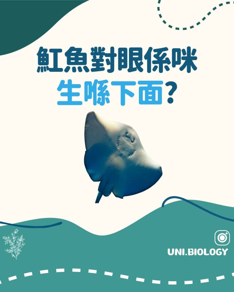 【Fun Fun Biology 趣趣生物百科】鰩魚篇：鰩魚對眼係咪生喺下面？拆解海洋生物的有趣身體結構｜DSE Biology 圖卡 3