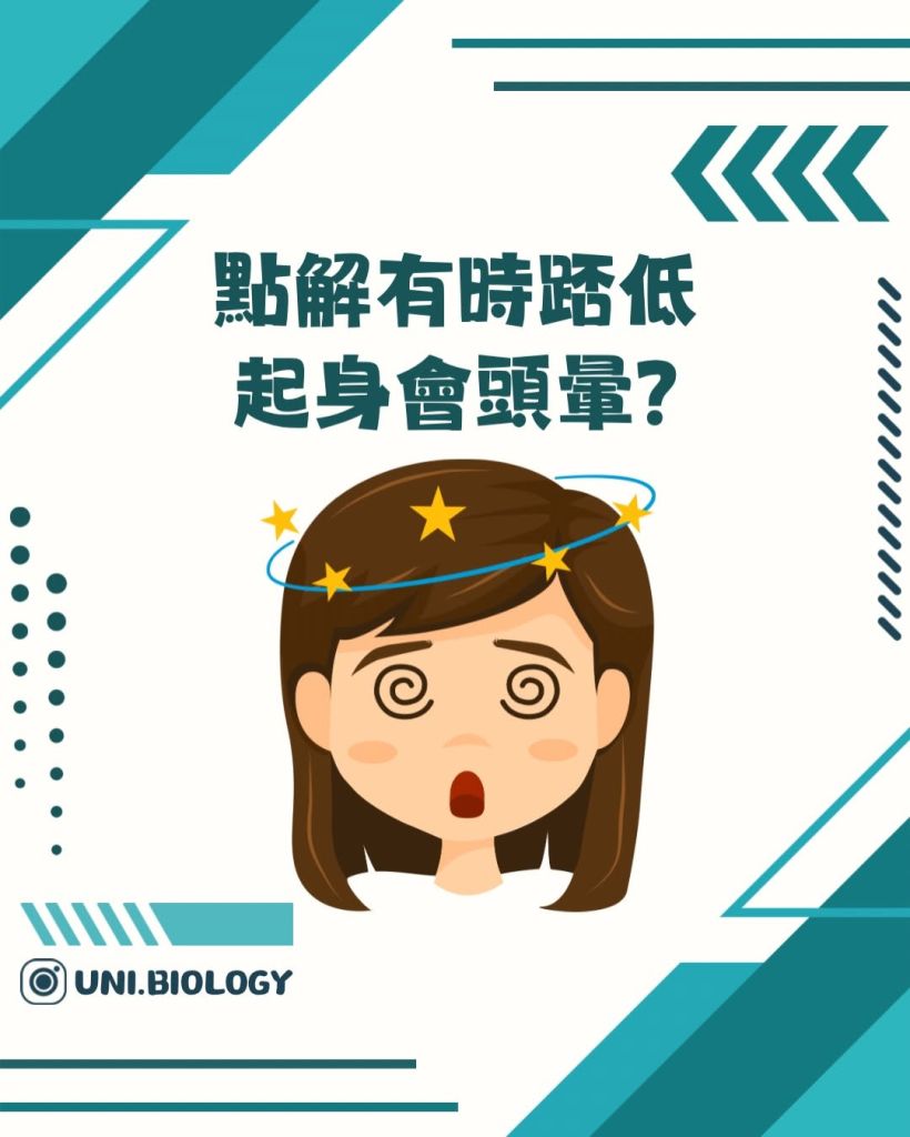【DSE Bio 生物日常】頭暈唔一定是未老先衰？一文看清低血壓與「體位性低血壓」的成因與機制｜DSE Biology 圖卡 3