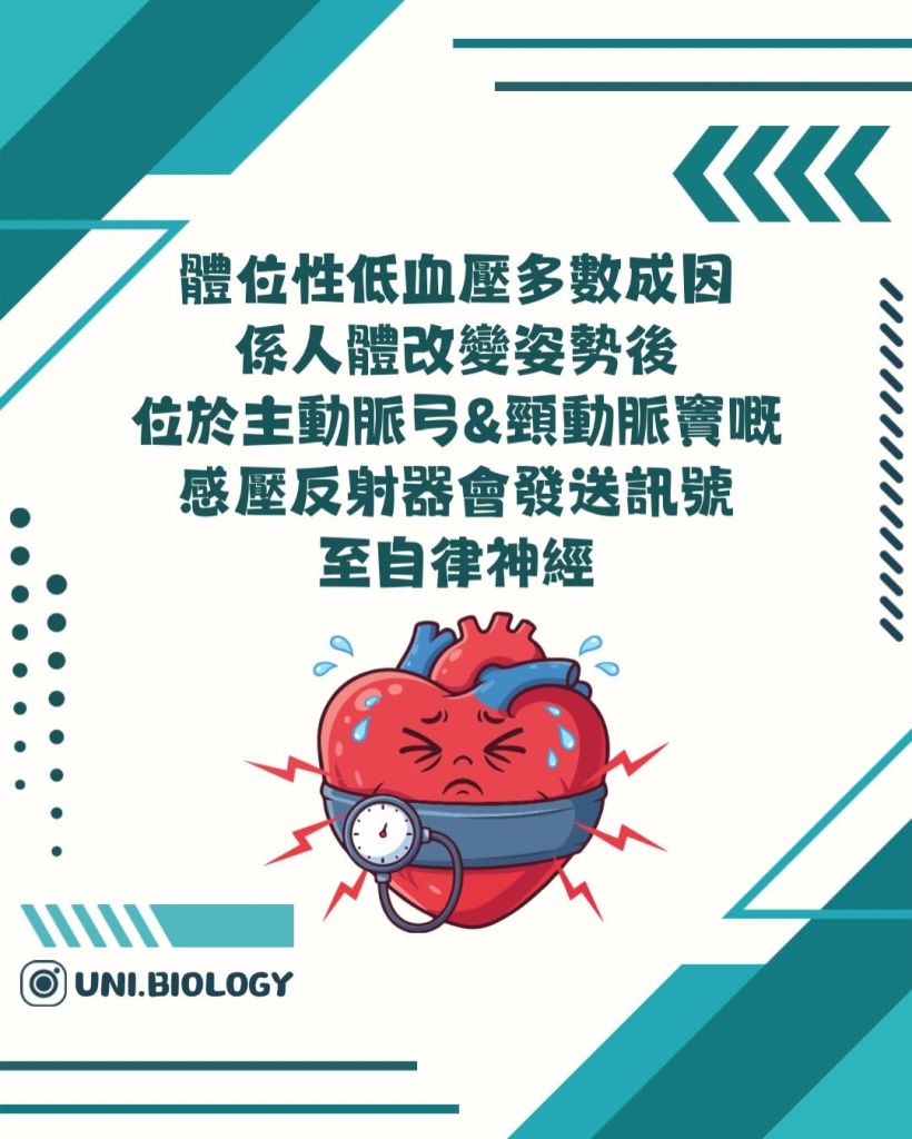 【DSE Bio 生物日常】頭暈唔一定是未老先衰？一文看清低血壓與「體位性低血壓」的成因與機制｜DSE Biology 圖卡 11
