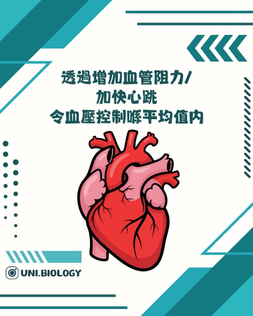 【DSE Bio 生物日常】頭暈唔一定是未老先衰？一文看清低血壓與「體位性低血壓」的成因與機制｜DSE Biology 圖卡 13