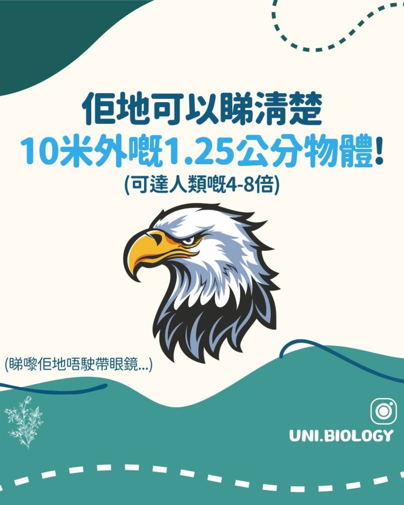 【Fun Fun Biology 趣趣生物百科】老鷹篇：老鷹嘅視力究竟有幾勁？拆解頂級掠食者的超級視力！｜DSE Biology 圖卡 5