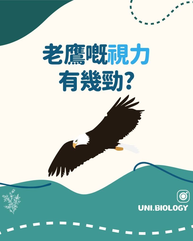 【Fun Fun Biology 趣趣生物百科】老鷹篇：老鷹嘅視力究竟有幾勁？拆解頂級掠食者的超級視力！｜DSE Biology 圖卡 3