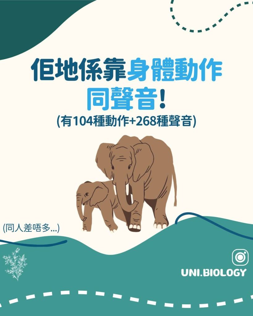 【Fun Fun Biology 趣趣生物百科】大象篇：大象係點同同伴溝通？拆解動物行為與溝通密碼｜DSE Biology 圖卡 5