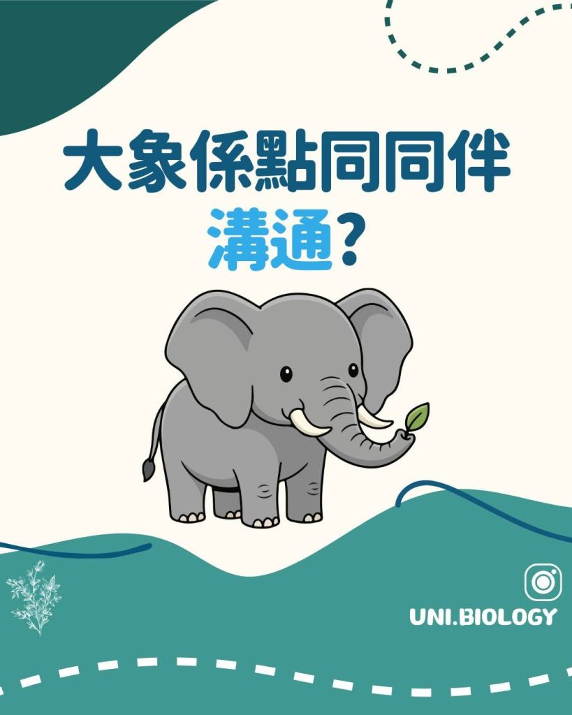 【Fun Fun Biology 趣趣生物百科】大象篇：大象係點同同伴溝通？拆解動物行為與溝通密碼｜DSE Biology 圖卡 7