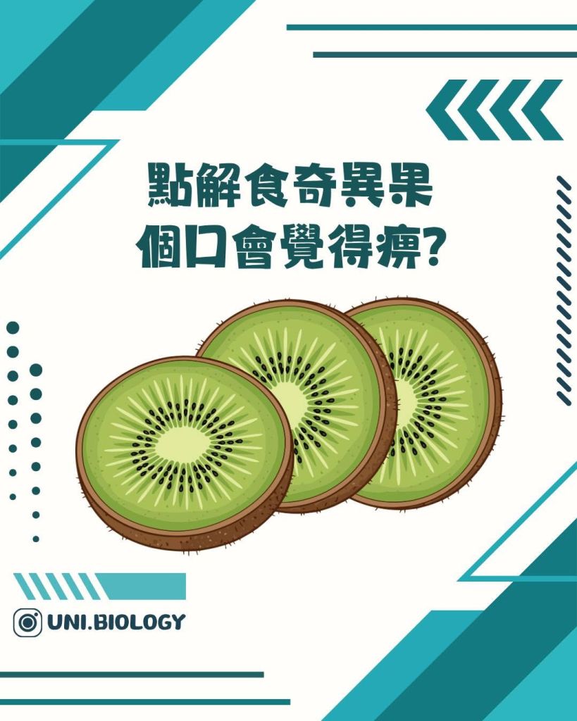 【DSE Bio 生物日常】食奇異果都會出事?點解食完奇異果個口會覺得痺?拆解口腔過敏綜合症 (OSA)|DSE Biology 圖卡 3