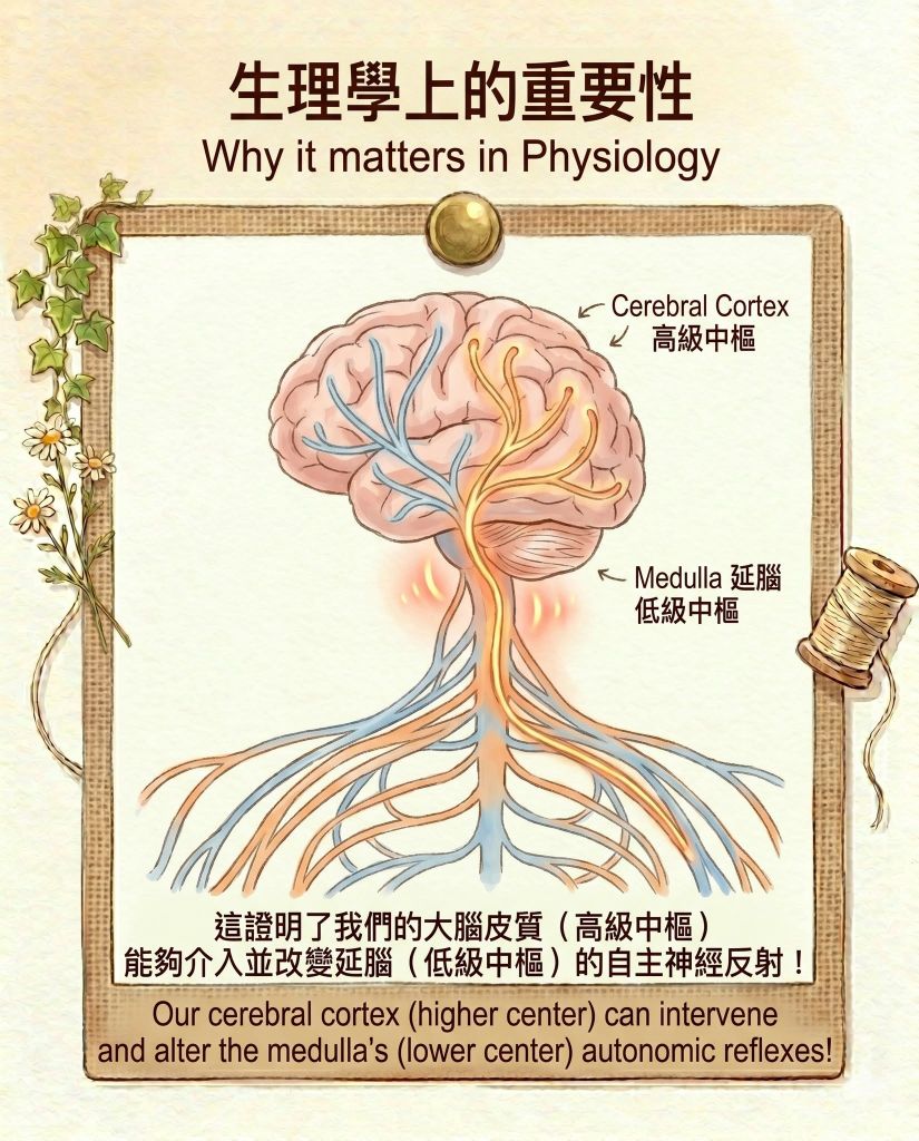 【DSE Bio 心理與神經學】看到酸梅就流口水？巴夫洛夫的狗與條件反射機制全解析｜DSE Biology 圖卡 13