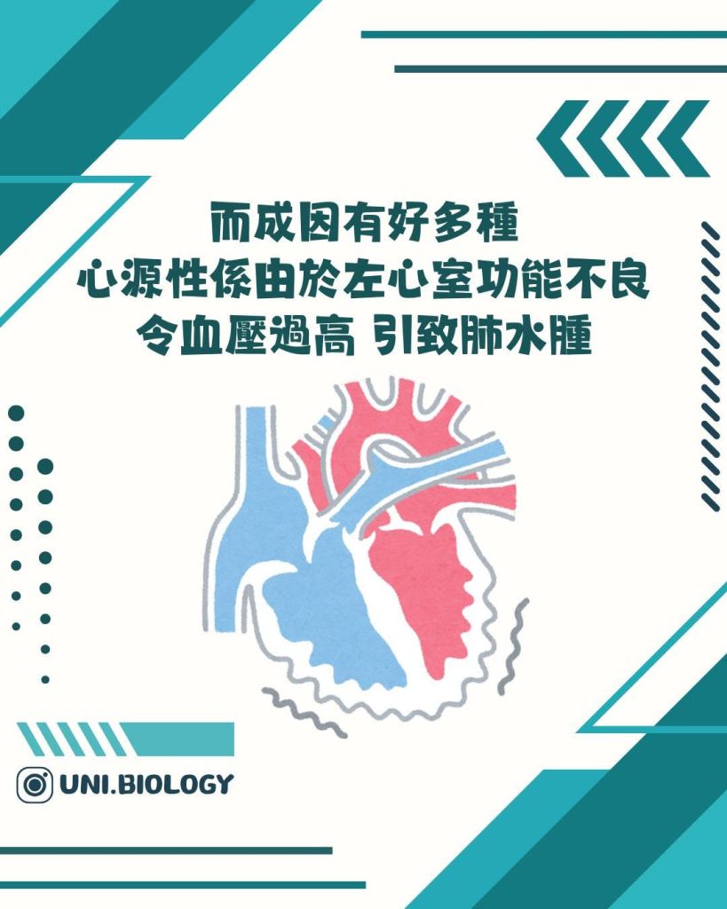【DSE Bio 生物日常】咩叫肺水腫/肺積水？成因、症狀與治療機制全面拆解｜DSE Biology 圖卡 11