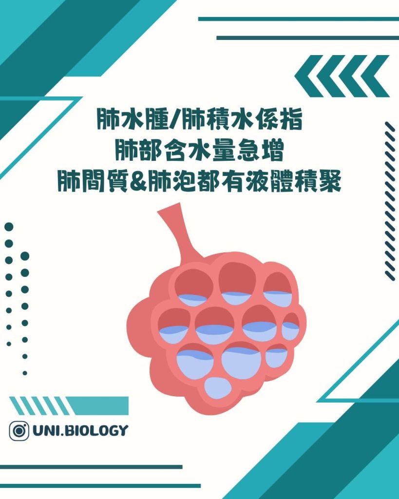 【DSE Bio 生物日常】咩叫肺水腫/肺積水？成因、症狀與治療機制全面拆解｜DSE Biology 圖卡 5
