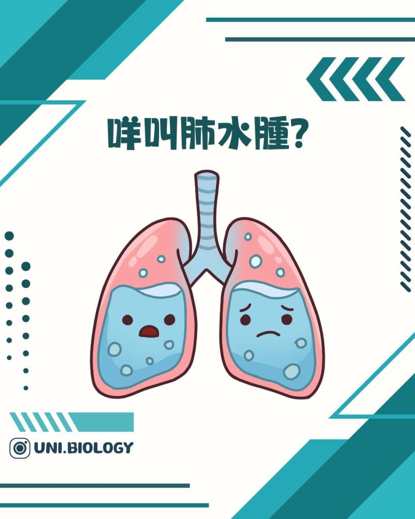 【DSE Bio 生物日常】咩叫肺水腫/肺積水？成因、症狀與治療機制全面拆解｜DSE Biology 圖卡 3