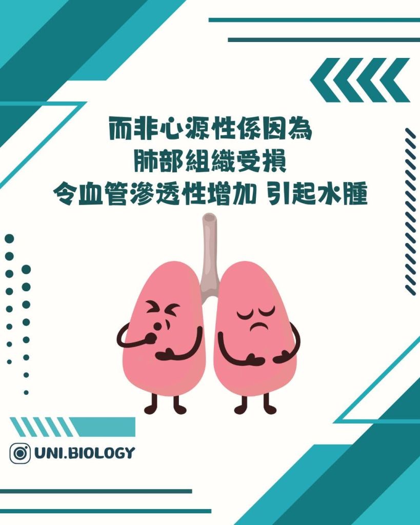 【DSE Bio 生物日常】咩叫肺水腫/肺積水？成因、症狀與治療機制全面拆解｜DSE Biology 圖卡 13