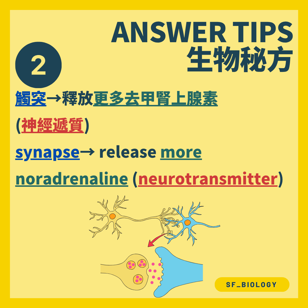 交感神經末端釋放更多去甲腎上腺素