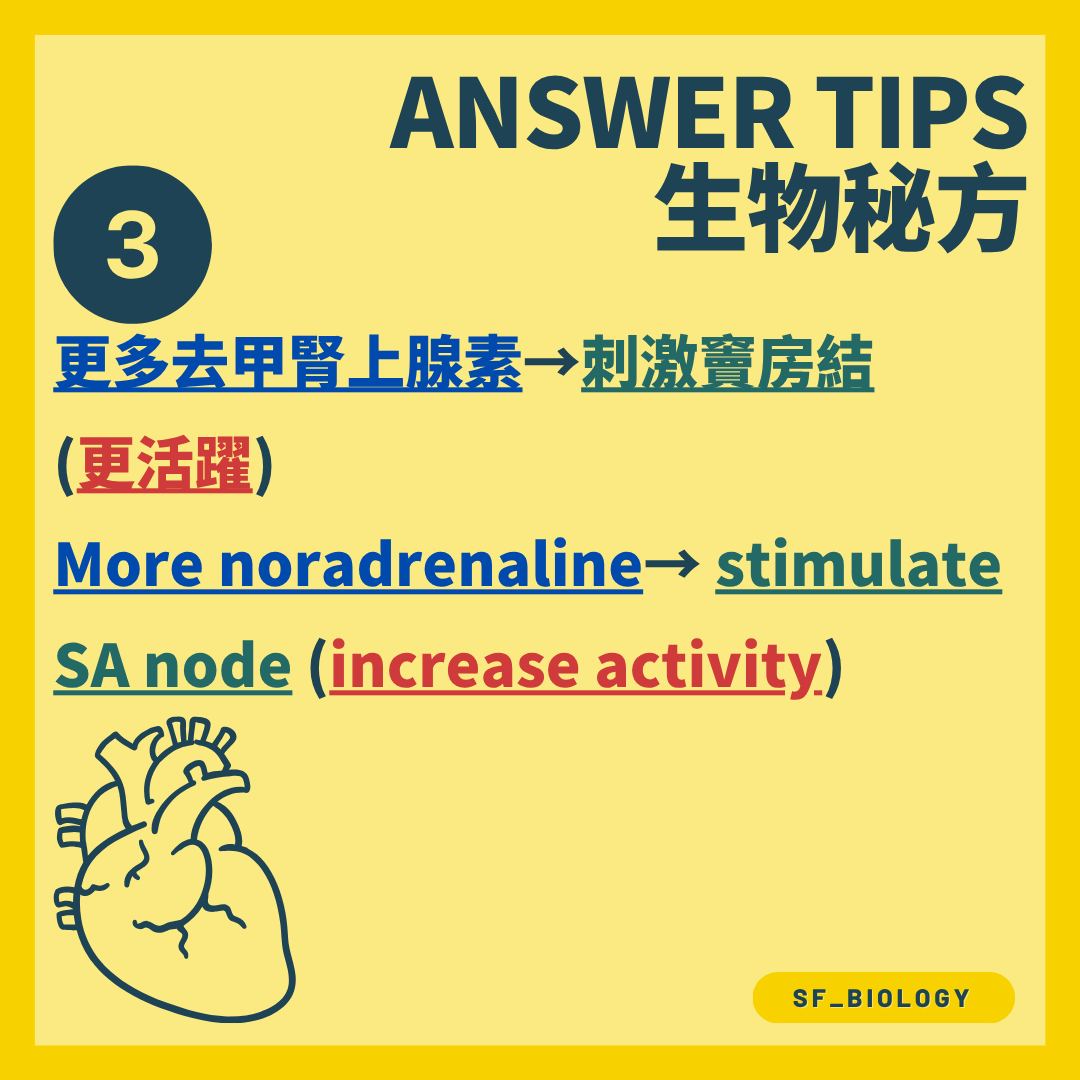 去甲腎上腺素刺激竇房結並提高起搏活動