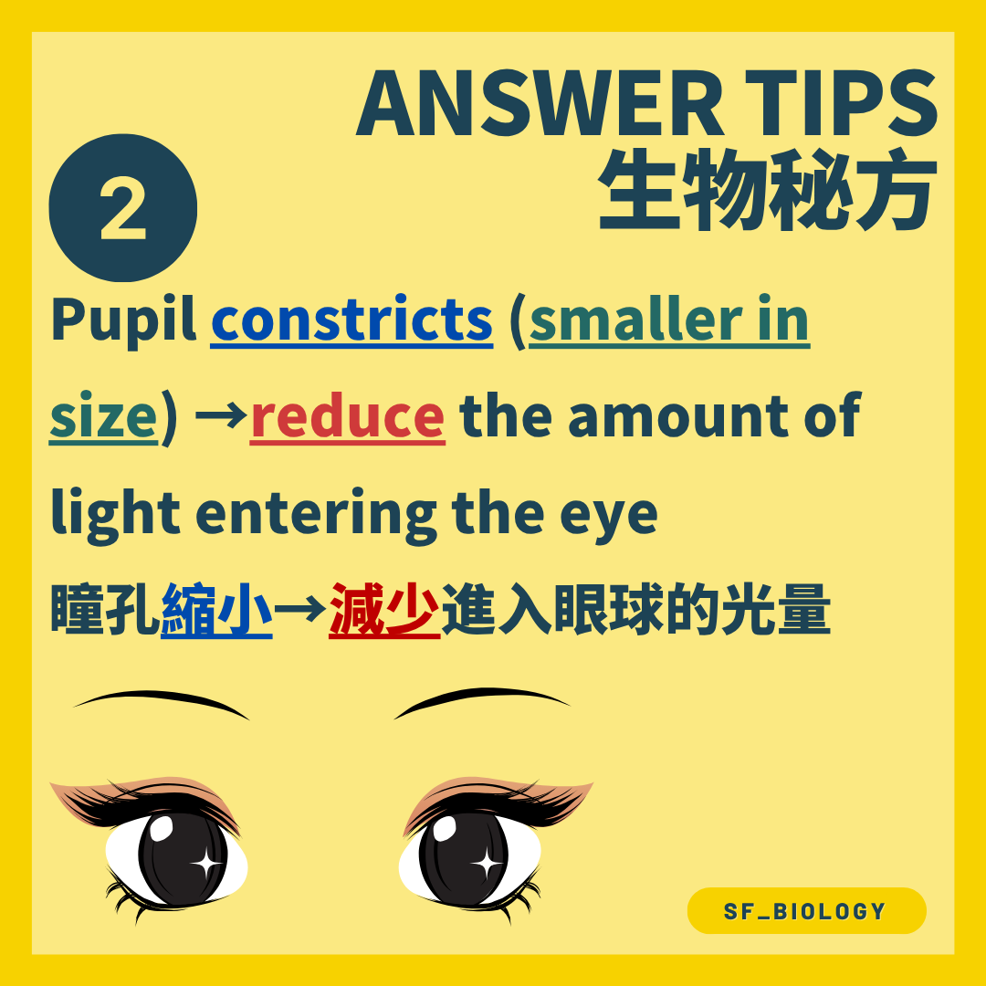 瞳孔縮小以減少進入眼球的光量