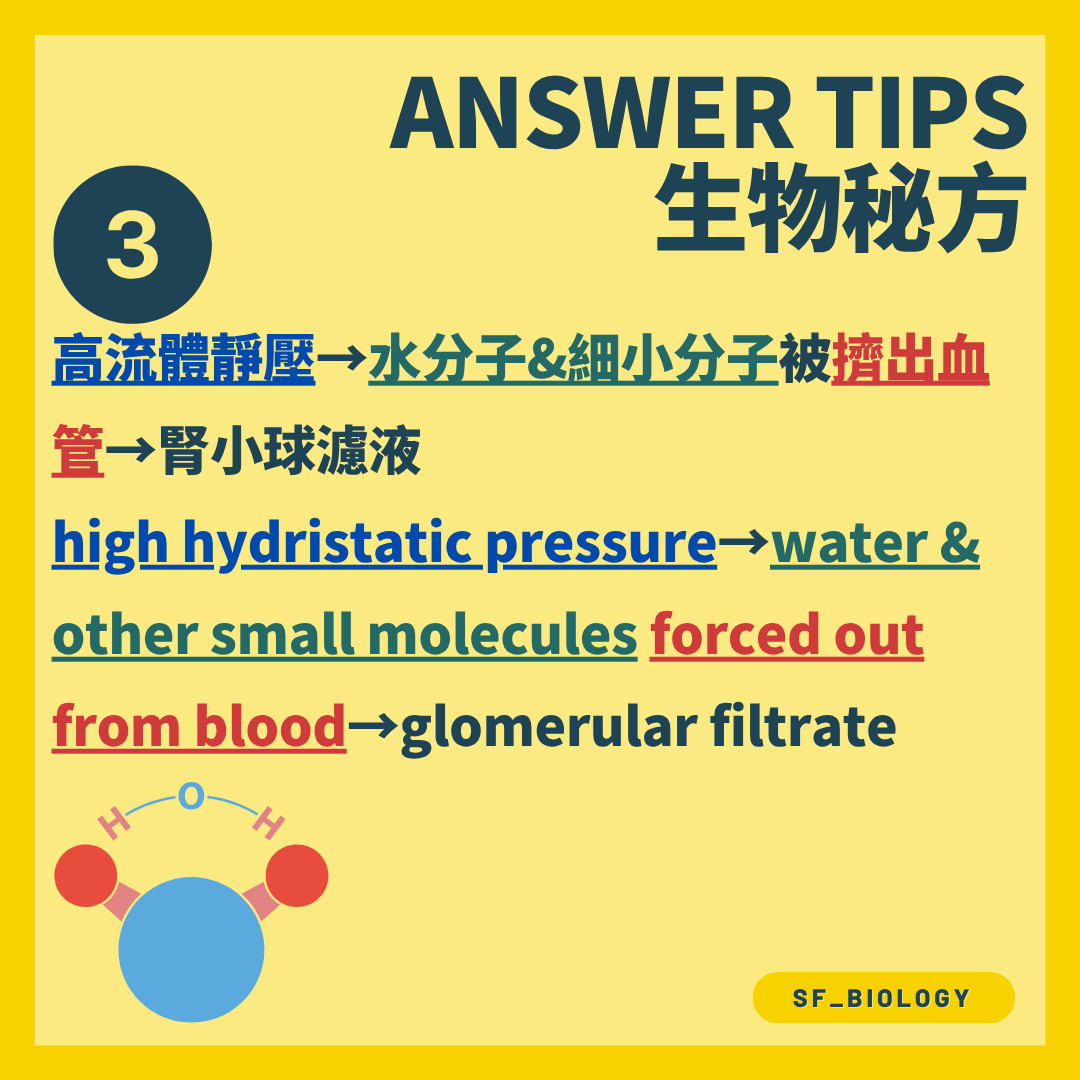 高靜水壓把水與細小溶質壓出形成腎小球濾液