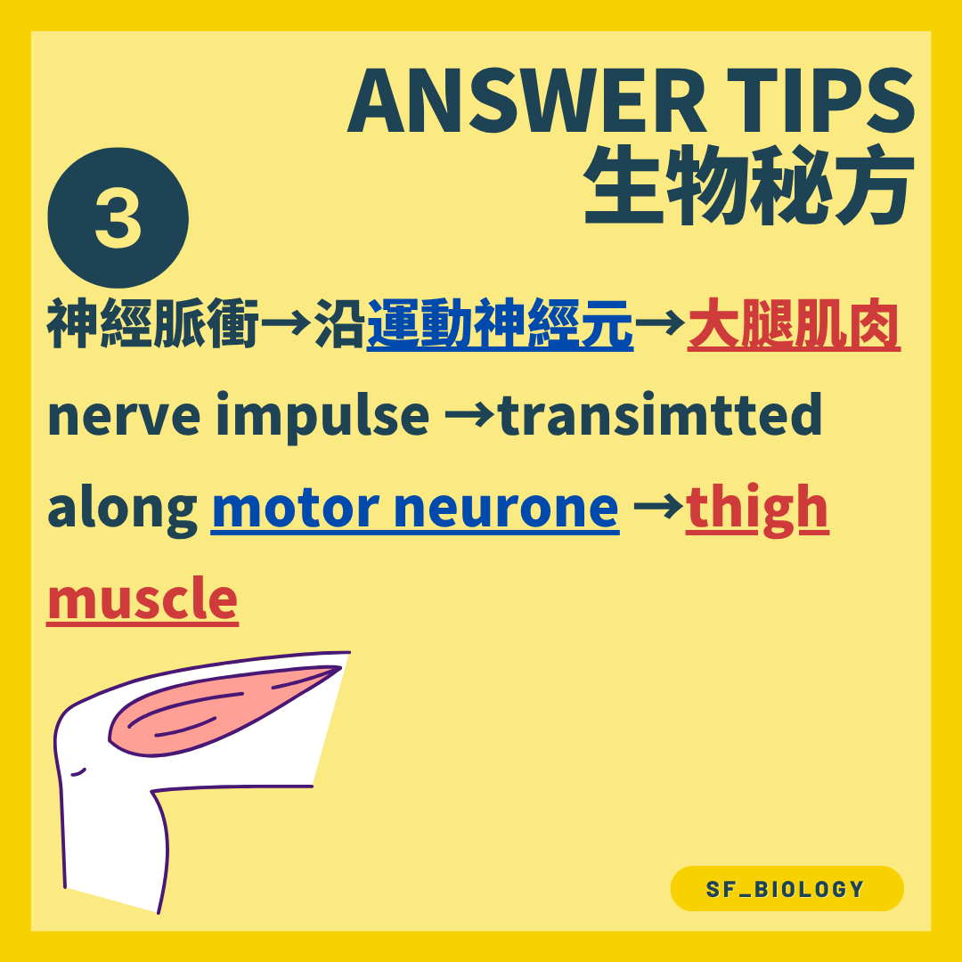 神經脈衝沿運動神經元傳向大腿伸肌