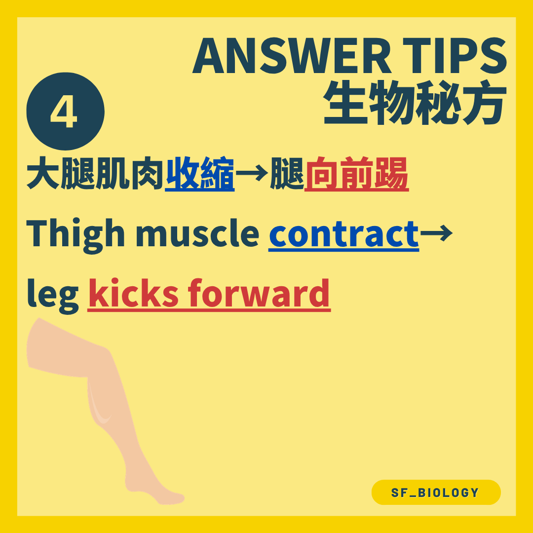 大腿伸肌收縮令小腿向前踢