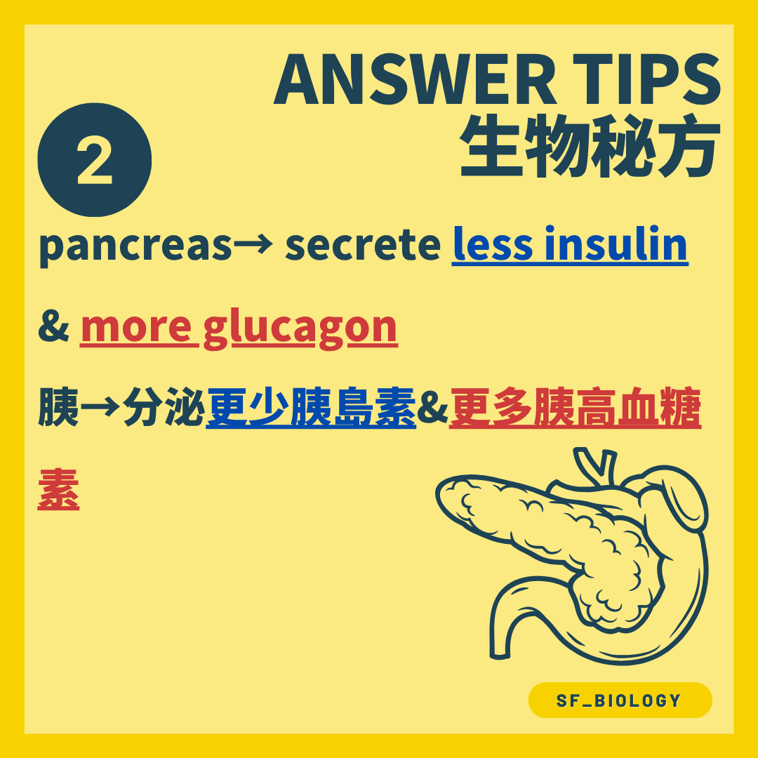 胰臟減少分泌胰島素並增加分泌胰高血糖素