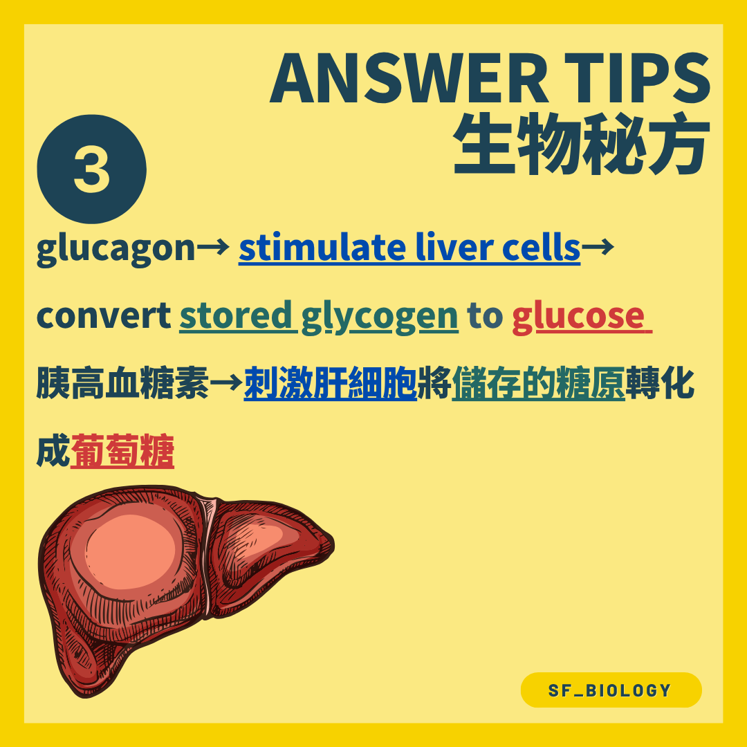 胰高血糖素刺激肝細胞把糖原轉化成葡萄糖