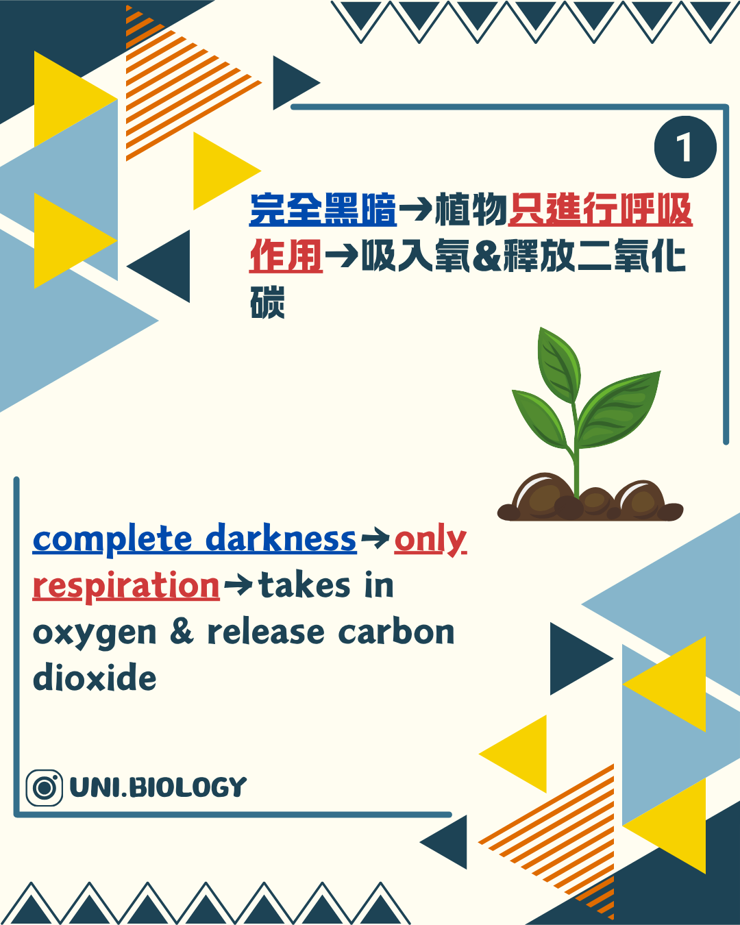 完全黑暗時植物只進行呼吸作用並淨釋放二氧化碳